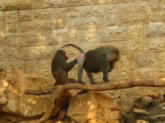 Baboons