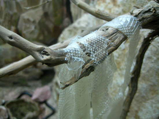 Snake skin